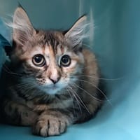 Aloha, chatte à adopter