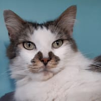 Arwen, chatte à adopter