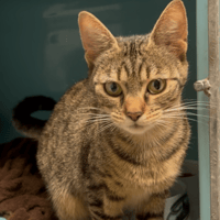 APPLE, chatte à adopter