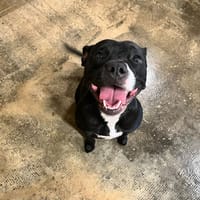 MIA, chienne à adopter