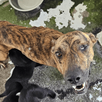 VALERIE, chienne à adopter