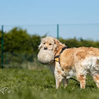 TAO, chien à adopter