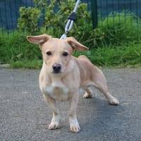 FOX HAA24575, chien à adopter