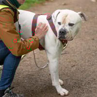 RIDER, chien à adopter