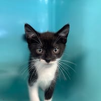 POP, chat à adopter
