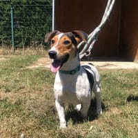 VAMPIRE, chien à adopter