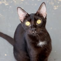 BASILIE, chatte à adopter