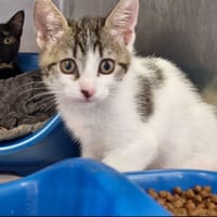 Chocolatine, chatte à adopter