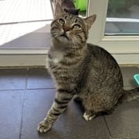 ODERIM C, chat à adopter