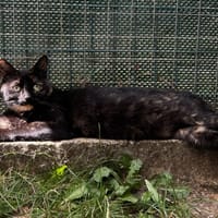 NOIRAUDE C, chatte à adopter