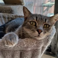 Mist, chat à adopter