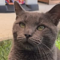 DUC C, chat à adopter