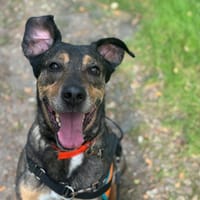 LOCKY OAA19610, chien à adopter