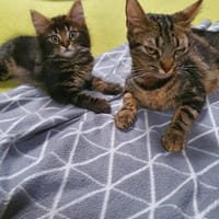 tabi, chatte à adopter