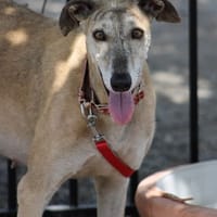 DAMA, chienne à adopter