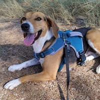ENCINA, chienne à adopter
