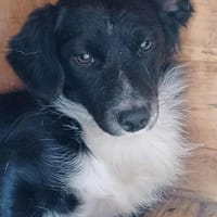 Zéphir, chien à adopter