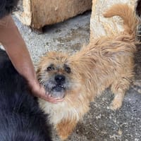 Milou, chien à adopter
