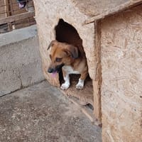 Lucky, chien à adopter