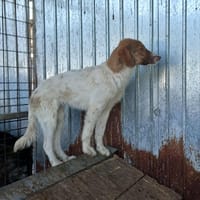Sam, chien à adopter