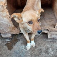 Kimi, chienne à adopter