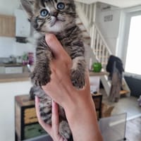 gabbana, chatte à adopter
