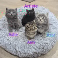 artiste, chatte à adopter