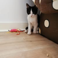 chausson, chat à adopter