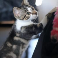 mango, chat à adopter