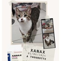 Xanax, chat à adopter