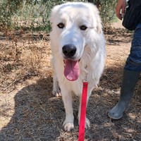 ORSETTO CERCA CASA, cane da adottare