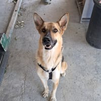 VASCO simil lupetto, cane da adottare