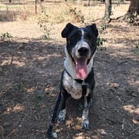 FENICE, dolcissima cagnolona, cane femmina da adottare