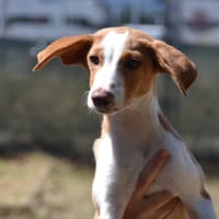 TINA, chienne à adopter