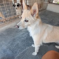 SISSI taglia piccola, cane femmina da adottare