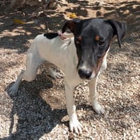 WISKI (Maria), chien à adopter