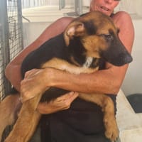WILSON (Maria), chien à adopter
