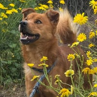 VINNIE (Maria), chien à adopter