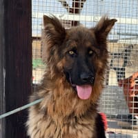 KING (Maria), chien à adopter