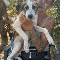 DORY (Maria), chienne à adopter