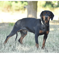 HARLEY, chien à adopter