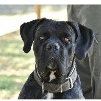 KALOS, chien à adopter