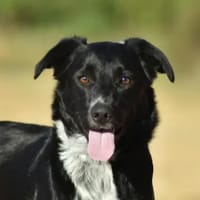 BELLE, chienne à adopter