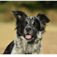 CHANEL, chienne à adopter