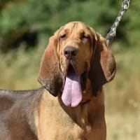 Vidok des Limiers d'Adour, chien à adopter