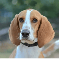 PENNY, chienne à adopter
