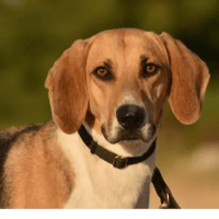 ATHOS, chien à adopter