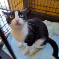 Debbie, kotka do adopcji