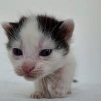 Miodek, kot do adopcji