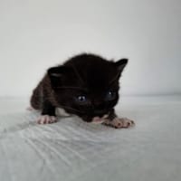 Tosia, kotka do adopcji